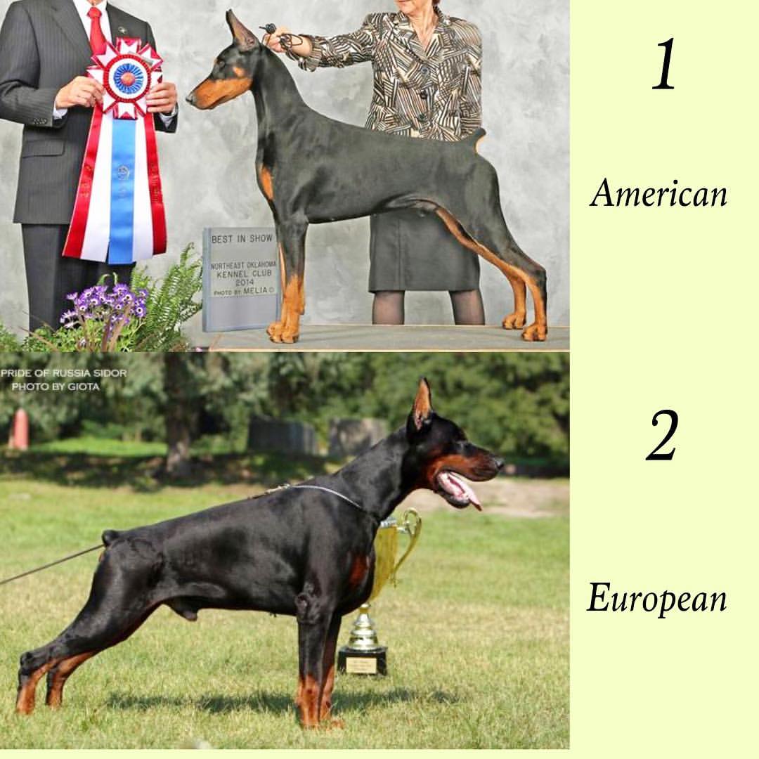 amvseur-doberman-breeder-conroe