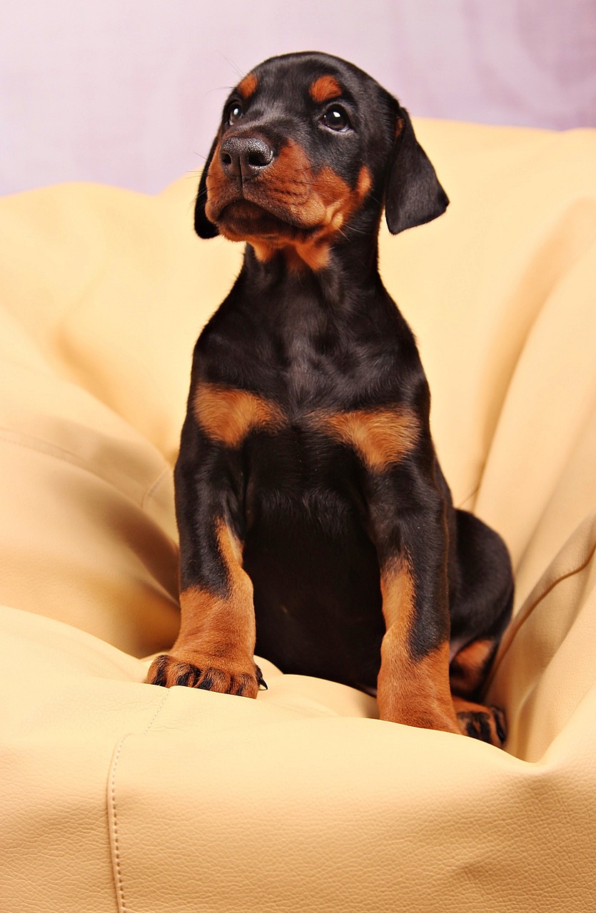 cute-doberman-puppy-texas