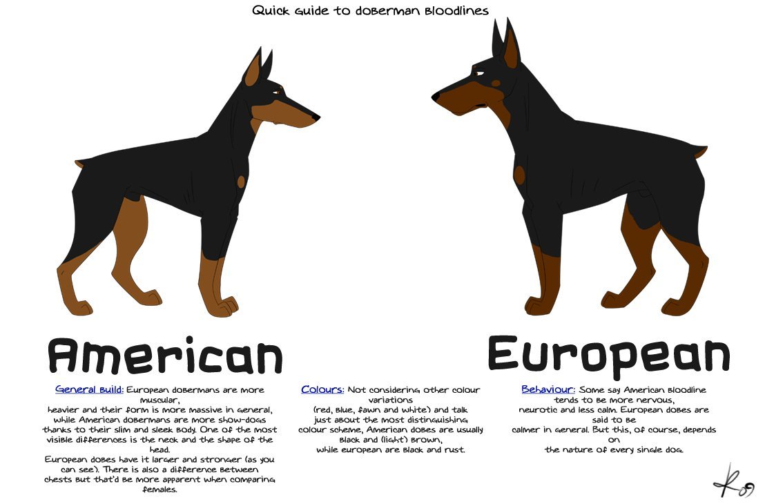 doberman_bloodlines_guide