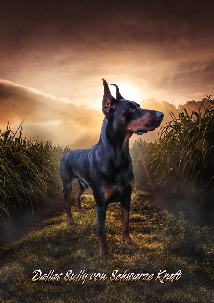 European doberman kennels outlet