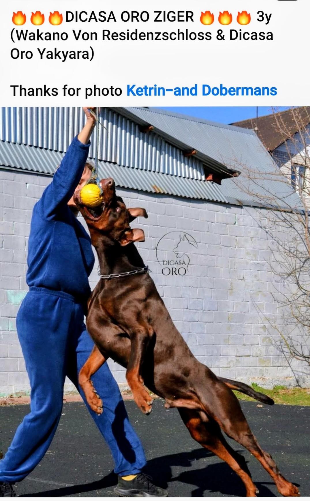 1zige